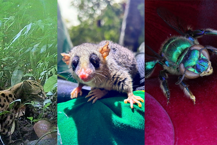 Programa de fauna da Ponte de Guaratuba já monitorou 18 mil animais, incluindo espécies raras