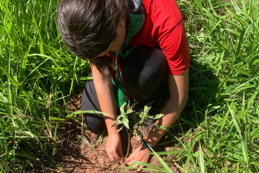 Semana do Meio Ambiente terá araucária de 700 anos, limpeza de rios e proteção da fauna