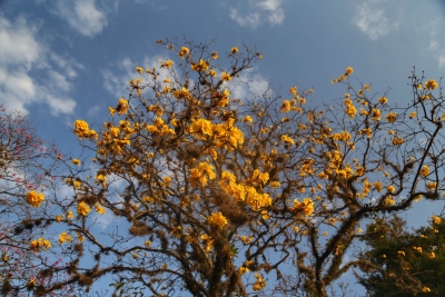 Primavera começa na próxima segunda com temperaturas altas; estação terá tempestades