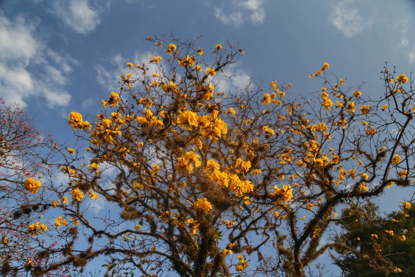 Primavera começa na próxima segunda com temperaturas altas; estação terá tempestades